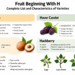 découvrez notre liste complète des fruits commençant par la lettre h, avec leurs caractéristiques détaillées et leurs bienfaits.